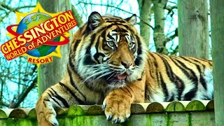 CHESSINGTON ZOO (2019)