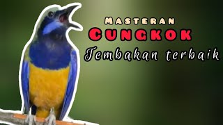 ✅️cucak CUNGKOK besetan kunti & gereja tembak‼️