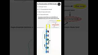 NEET PG #biochemistry MCQ || Denaturation of DNA || Melting of DNA