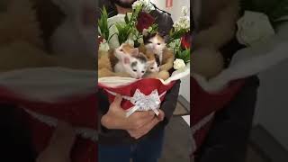 bouquet of kittens