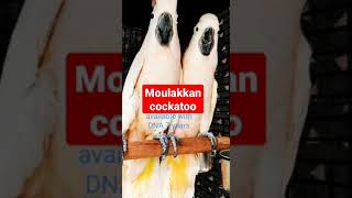 molakkan cockatoo #shorts #cockatoo #pair