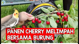 Panen buah cherry