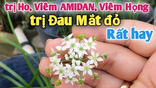 Bài thuốc trị Ho, Viêm Họng hạt, Viêm AMIDAN, trị Đau Mắt đỏ Rất hay. PHAN HẢI Vlog