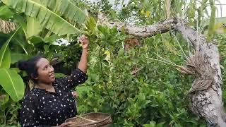 Pantau Hutan Makananku! Panen Gambas dan Buah Naga