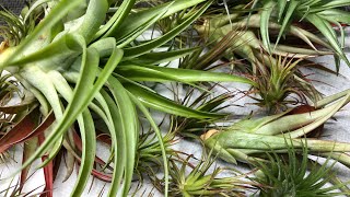 Unboxing Tillandsia (Air Plants) for my Vivariums