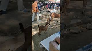 berbagai jenis kambing di Pasar Hewan