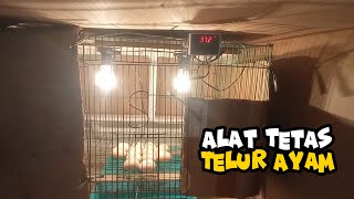 Alat tetas telur sederhana baru pelihara dua bulan ayam langsung bertelur