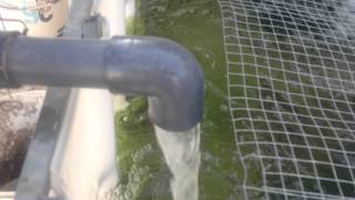 Aquaponics KUWAIT الزراعة المائية شهر  4