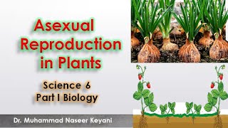 Asexual Reproduction in Plants with explanation in Urdu. Interesting, motivating, easy and engaging