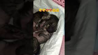 Kittens😍 #shorts #kittens #kittensofinstagram #viralshorts #shortsvideo #shortsfeed #catlovers#vlog