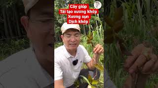 Cây giúp tái tạo xương khớp, sụn khớp, dịch khớp. PHAN HẢI Vlog