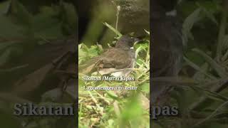 Burung sikatan atau murai kipas lagi mengerami telur#short