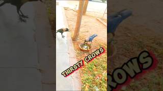 Thirsty Crows | Crow story | #crowstory #thirstycrow