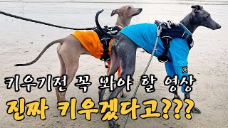 이탈리안그레이하운드의 특징 ItalianGreyhound