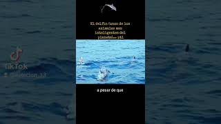 El delfin (EVOLUCION) #shorts #delfín #acuatico #animales #evolución #tiktoks #mamíferos #curioso