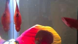 Watch my platy fish gives birth to fry. Try to guess how many survive!