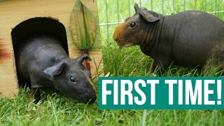 Skinny Pigs First Time Outside!