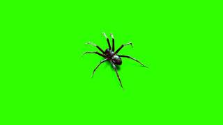 Green screen |🕷 Spider | Footage | Video background | Download | No copyright free use