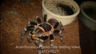 Gorby Exotics - Tarantula Feeding Video 095 (Acanthoscurria geniculata)