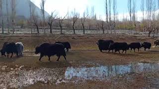 Yak 🐂🐂🐂🐂🐂 Life Line of Mountain 🏔️🌳