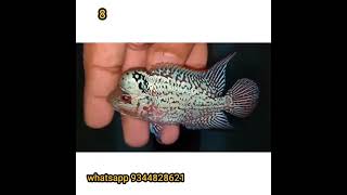 Headpop SRD & MAGMA for sale | Whatsapp 9344828621 | @aquapetsfarmtamil4785