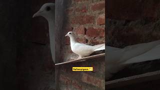 #pigeon #bird #kabutar #nafeespigeon #shoets #viralvideos