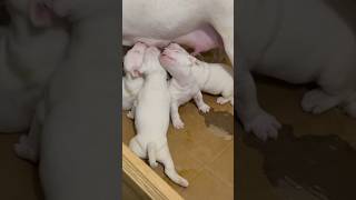 This Is Called An Overload Of Natural Cuteness Right Here ☝️🐾❤️🔥 #AKC #BullTerrier #Puppies #314