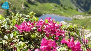 Fest zur Almrauschblüte am So, 25. Juni 2023 auf der Reiteralm!