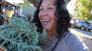 UPDATE! "Rapping" Up Last Year's Lavender Cuttings - 16 Bars Edition.