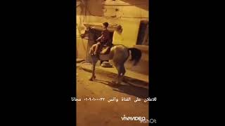 فرسه خليط انجليزى عشار ٣ شهور من فلسطينى ابيض واسود