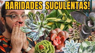 40 SUCULENTAS RARAS  - JÓIAS para sua COLEÇÃO de plantas