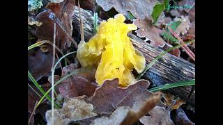 Tremella mesenterica, var lutescens. Champimaginatis. English Text.