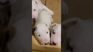 The Cutest Bull Terrier Puppies Around 🐾❤️🐾❤️ #AKC #BullTerrier #ChosenSheepKennels #Beautiful