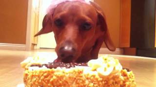 Penny Eats Cake. Hooray.