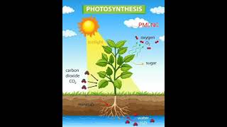 Photosynthesis  - @PMLoveNatureClasses