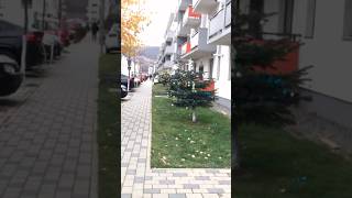 #romania #bradu #christmastree #tree