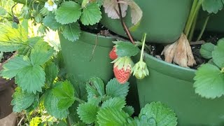 First Strawberry of the Year!