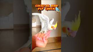 Cocktail bird training | Birds learning | #birdsforcatstowatch