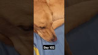 Day 102 of posting my dog until we hit 1k subscribers