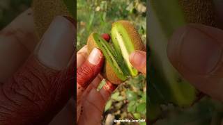 Fruits farming 🍏🥑🍐🥝🍑 #seasonal #fruitfarming #fruitharvest #satisfying @gardening_lover7469