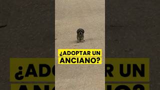 ¿Adoptar un animal anciano?