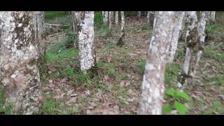 Walking in The Fvking Trees (Nature Footage)