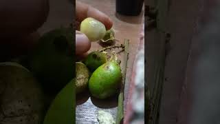 kih.. sing arane buah MATOA, rasane unik manis kaya klengkeng campur duren