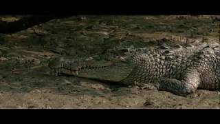 Wildlife showreel_Nachiket Pangare