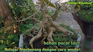 Bonsai pacar laut // bahan bonsai