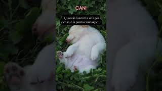 Quando l'oscurità si fa più densa, e la paura ci avvolge #animali #frasedelgiorno #aforismi #cane