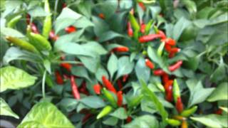 How to grow hot peppers part 14. Plant profile: Bhut Jolokia