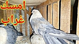 شمشون كسر القفص🐓😂تعالى نتفرج على الحمام🕊️🕊️#pigeon