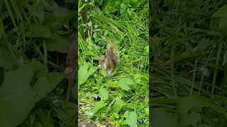 Squirrel caught hiding their food / cute and tame lovely creature