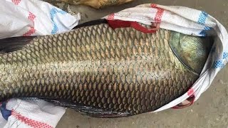 Amazing Fish Cutting Skill in Chinese Fish Market 2022 | Big Fish Cutting Skills  | 惊人的切鱼技巧